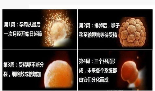 揭开生命的奥秘，胎儿DNA鉴定的科学、伦理与未来