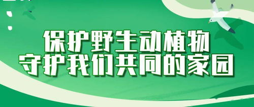 朝阳区疫情最新消息，共同守护我们的健康家园