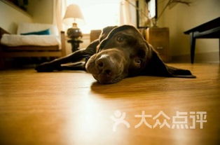 狗狗生病时的咨询指南，如何识别症状并寻求专业帮助