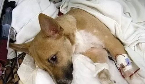 狗狗生病时的咨询指南，如何识别症状并寻求专业帮助