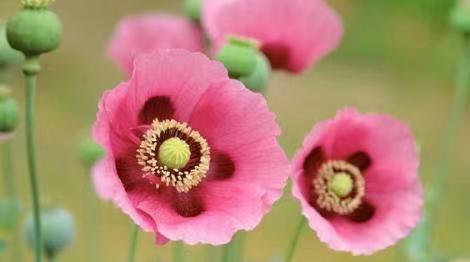 罂粟花种子，美丽与争议的交织