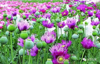 罂粟花种子，美丽与争议的交织