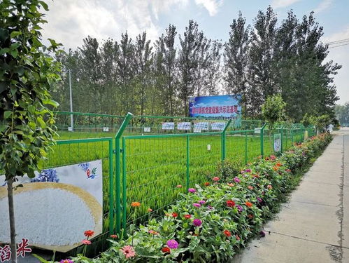 农业专业合作社，乡村振兴的新引擎