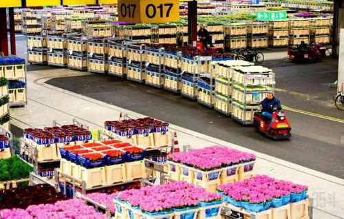 荷兰式拍卖，一场独特的竞拍游戏及其在全球市场的应用