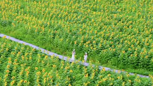 武汉抗疫，从阴霾中绽放的生命之花