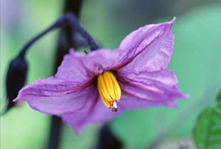 武汉抗疫，从阴霾中绽放的生命之花