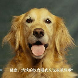 宠物暴力事件，从打死金毛犬被刑拘探讨宠物权益与法律责任