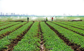 绿色财富，农业项目补贴如何滋养土地与农民