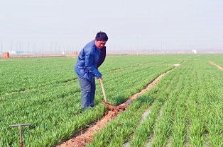 绿色财富，农业项目补贴如何滋养土地与农民