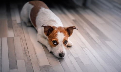 夜半狗吠声，如何守护我们的甜美梦境？