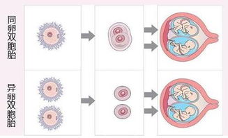 揭开生命的奥秘，胎儿亲子鉴定的科学与情感
