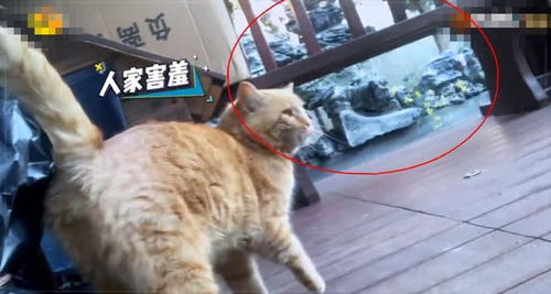 家中意外访客，保护动物的惊喜与责任