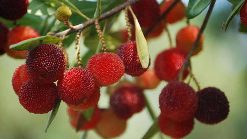 杨梅虽甜，安全为先，景区采摘意外警示录