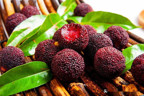 杨梅虽甜，安全为先，景区采摘意外警示录