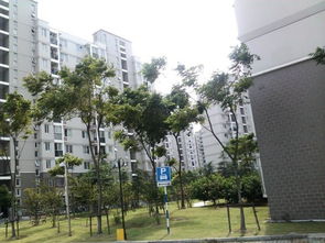 金阳房屋出租，城市绿洲中的温馨家园