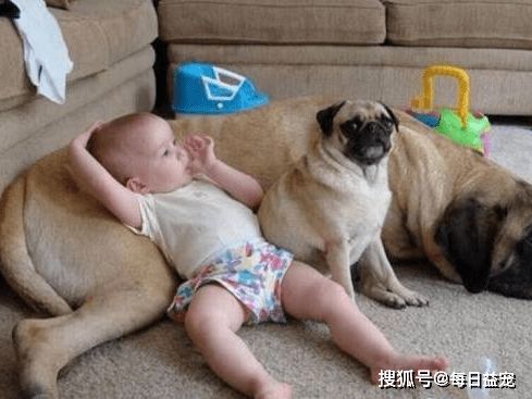 如何预防婴儿被狗撞伤残，安全措施与紧急应对策略