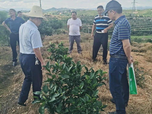 探索中国私法网，法律服务的新纪元