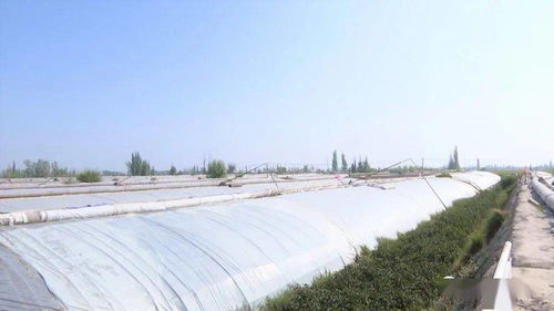 农村专业合作社，农业现代化的桥梁