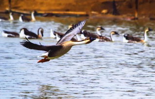 天空的守护者，揭秘捕杀野生候鸟案的背后故事