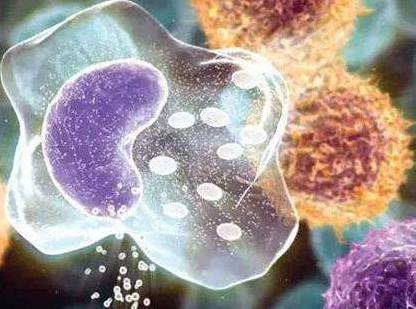 深入了解人粒细胞无形体病，从症状到预防