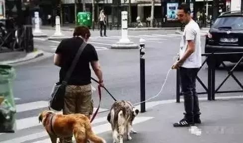 杭州狗主人被刑拘事件，宠物管理与法律责任的探讨