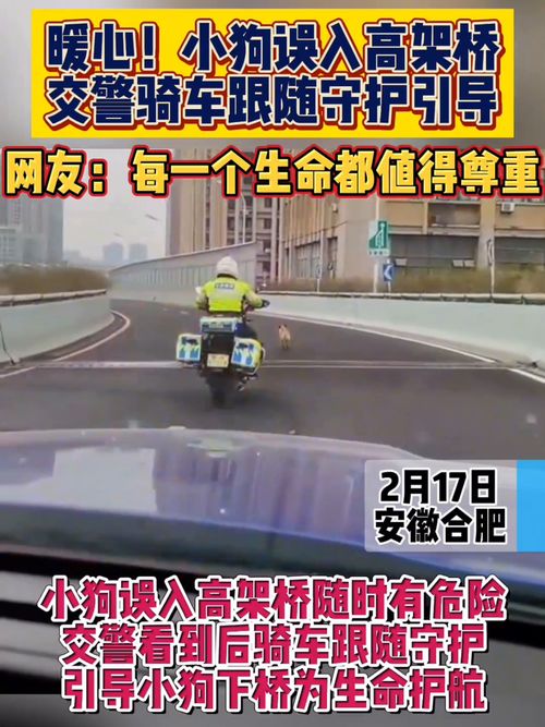 嘉兴市交通违章查询，守护您的驾驶安全与信用