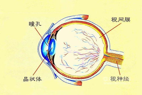 白内障手术费用全解析，费用构成、影响因素及节省技巧