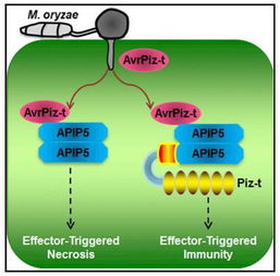 成都本土疫情传染源公布，深入解析与防控策略