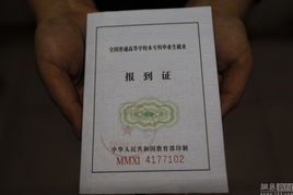 报到证查询全攻略，如何轻松掌握你的就业通行证